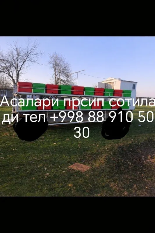 Asalari prisp sotiladi