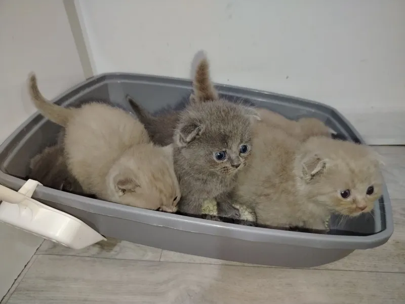 Продаются породистые британские котят — фото 1