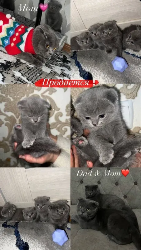 Британские котята 5 Британские котята 5