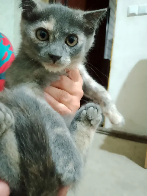 Продается котенок — фото 1