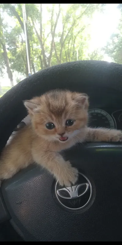 Продается котёнок — фото 2