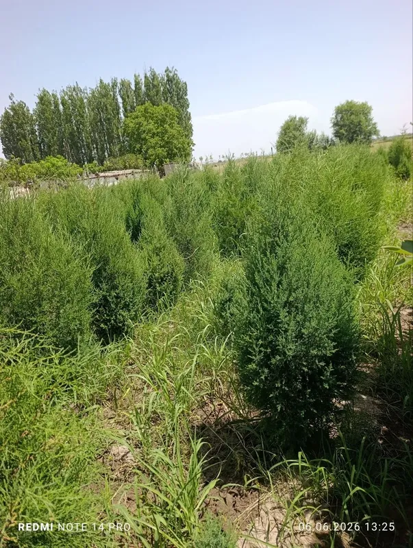 Archa ko'chatlari bor Xar-Xil turda Optim (Prechisline) xam bor 4 Archa ko'chatlari bor Xar-Xil turda Optim (Prechisline) xam bor 4