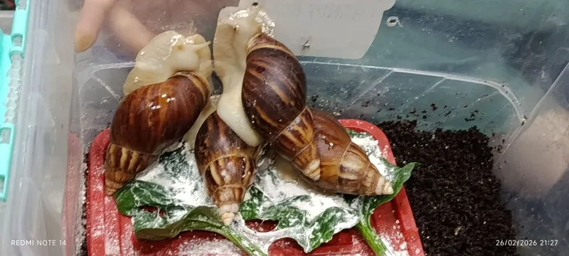 Ulitka sotiladi ahatina fulika albinos tuhimlagan — фото 3