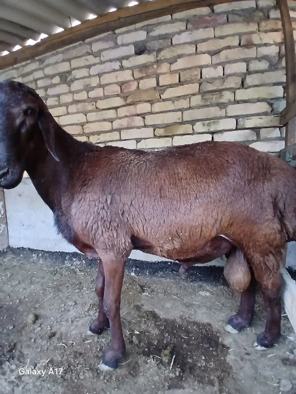 Qochqorlar sotiladi 3
