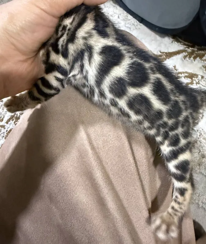 бенгальский котёнок 4