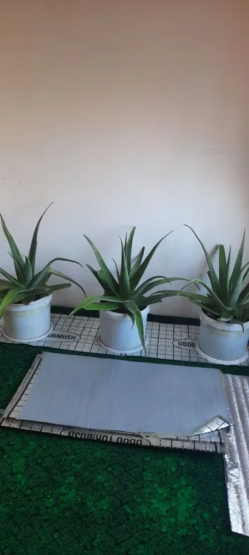 Aloe gullari sotiladi Aloe gullari sotiladi
