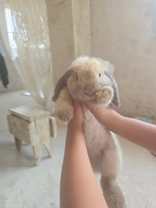 Карликовый кролик, окрас mala, 5 месяцев, мальчик Карликовый кролик, окрас mala, 5 месяцев, мальчик