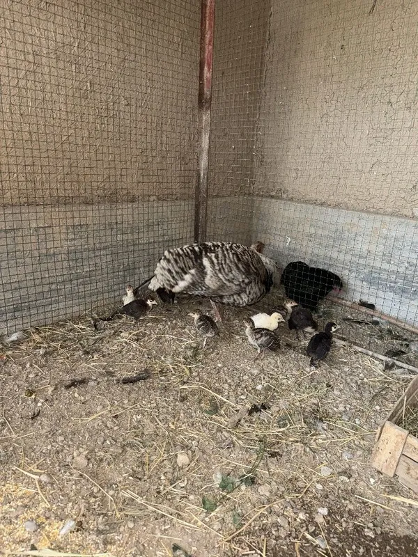 Kurka va 10 ta jujalasi sotiladi, курка индюк — фото 2