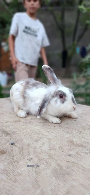 Quyonlar toza kasal emas 7 Quyonlar toza kasal emas 7