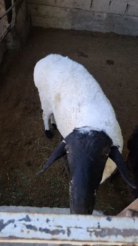 Uyda boqilgan qõshqor sotiladi. 2