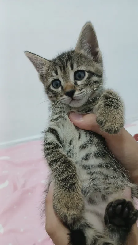 котята в подарок 6 котята в подарок 6