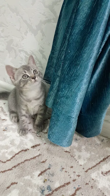 продаётся котёнки 2 продаётся котёнки 2