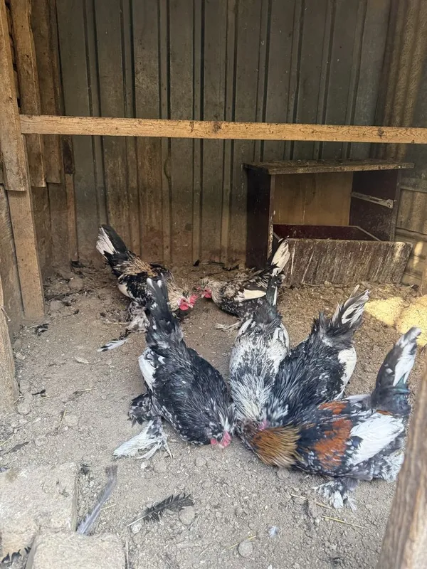 Курк японча товук сотилада Самарканда шахар — фото 1