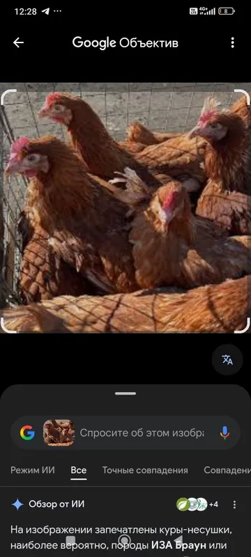 Продаю куры несушки. Tovuqlar sotiladi.