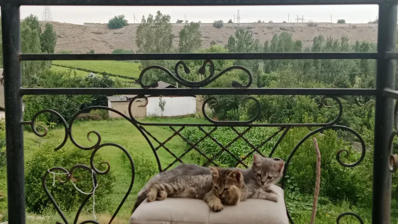 отдам даром 3