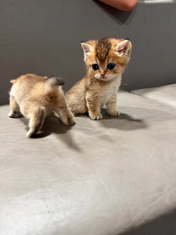 Котята золатая шиншила 4 Котята золатая шиншила 4