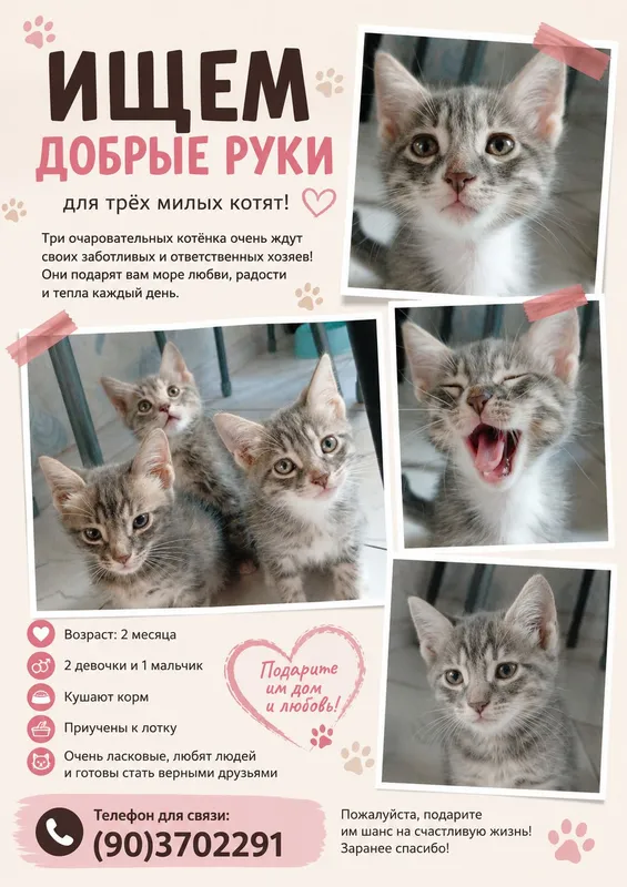 Uy mushukchalari o‘z uyini izlayapti! 1