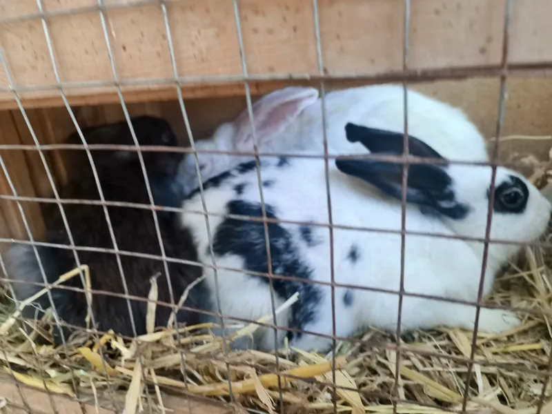 quyonlar sotiladi 1 ta erkak 2 ta ayol