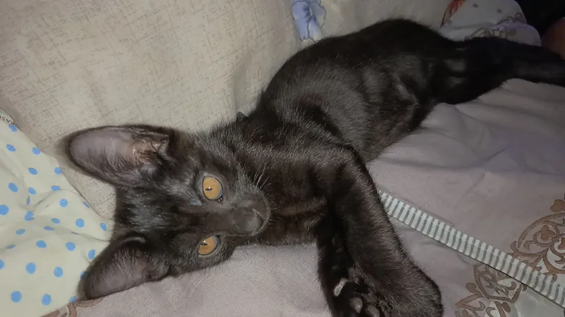 чёрный котенок мальчик 4 месяца 3 чёрный котенок мальчик 4 месяца 3