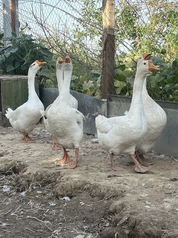 Goz sotiladi soglom 1