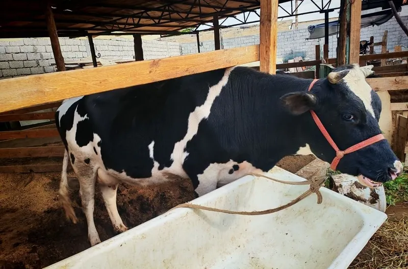 Продаётся корова, отелилась 3 раза 6 Продаётся корова, отелилась 3 раза 6