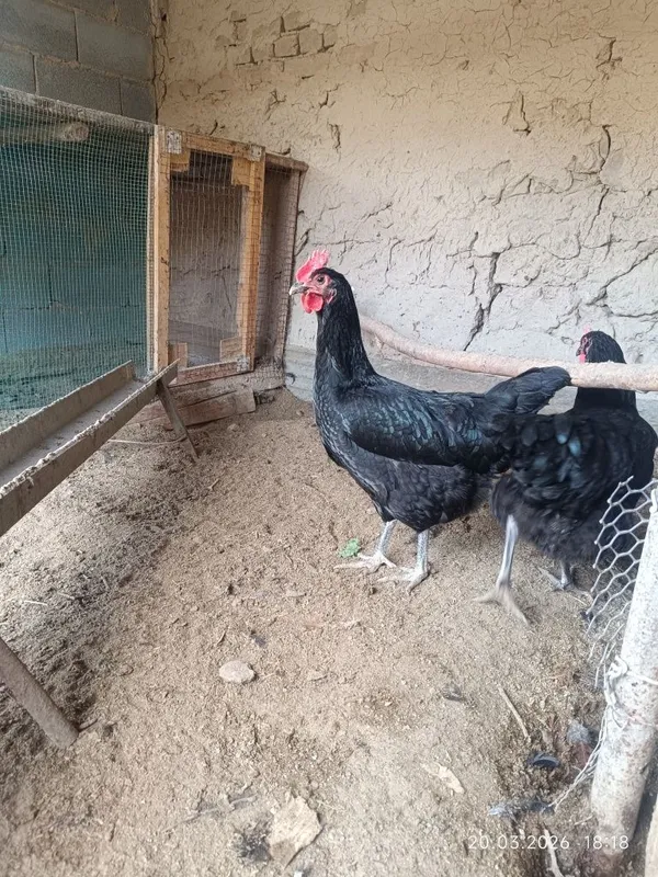 Gigant qora shaxzoda tuximlari sotiladi — фото 1