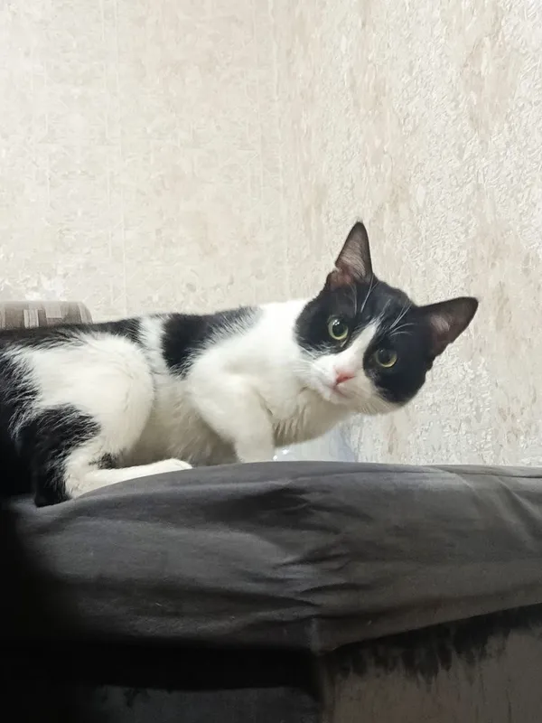 Отдаём кота даром в добрые руки. 1