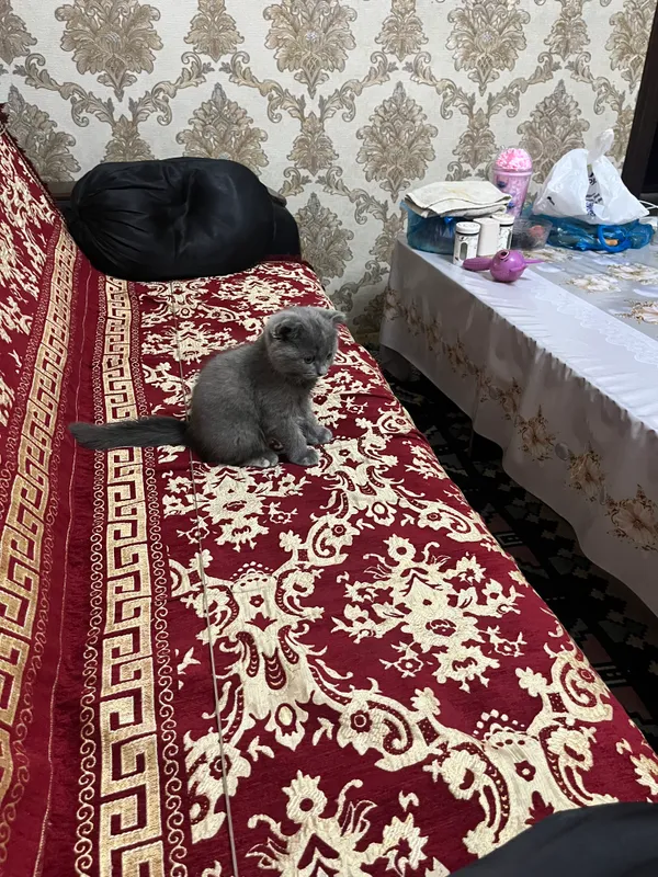 Шотландский вислоухий котенок 1 Шотландский вислоухий котенок 1