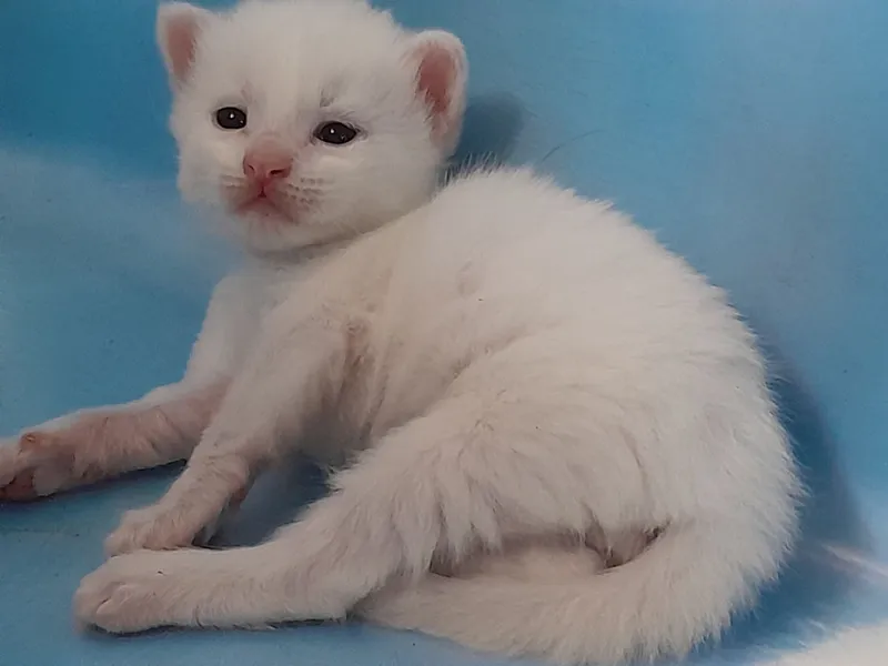 muwuk bolachala sotiladi 2