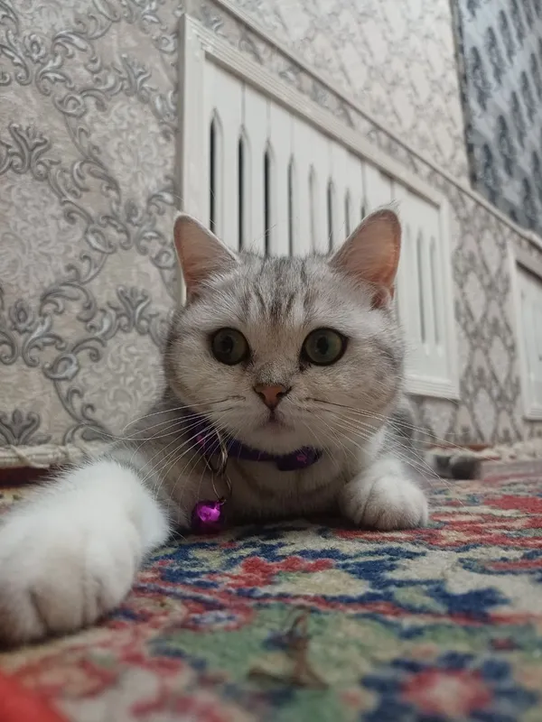 Seribristaya shinshila Judayam chiroyli Seribristaya shinshila Judayam chiroyli