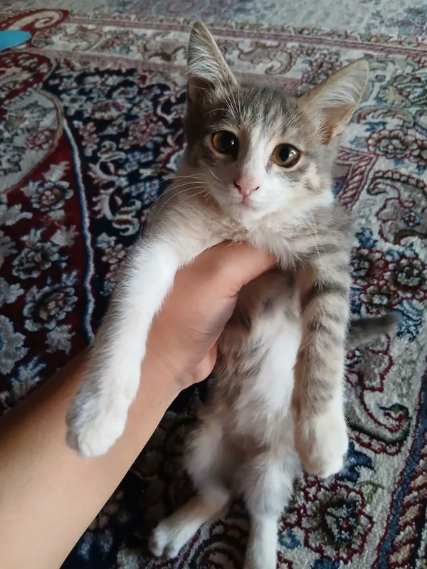 Mushugimni berish uchun mas’uliyatli va mehribon egani izlayapman Mushugimni berish uchun mas’uliyatli va mehribon egani izlayapman