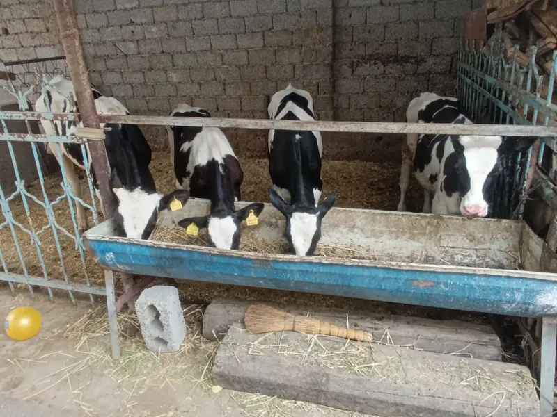 nemis paroʻda buqachalar sotiladi soni 4 bosh buqach — фото 1