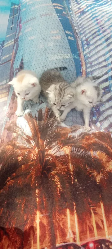 Котята шотландские страйты 1 Котята шотландские страйты 1