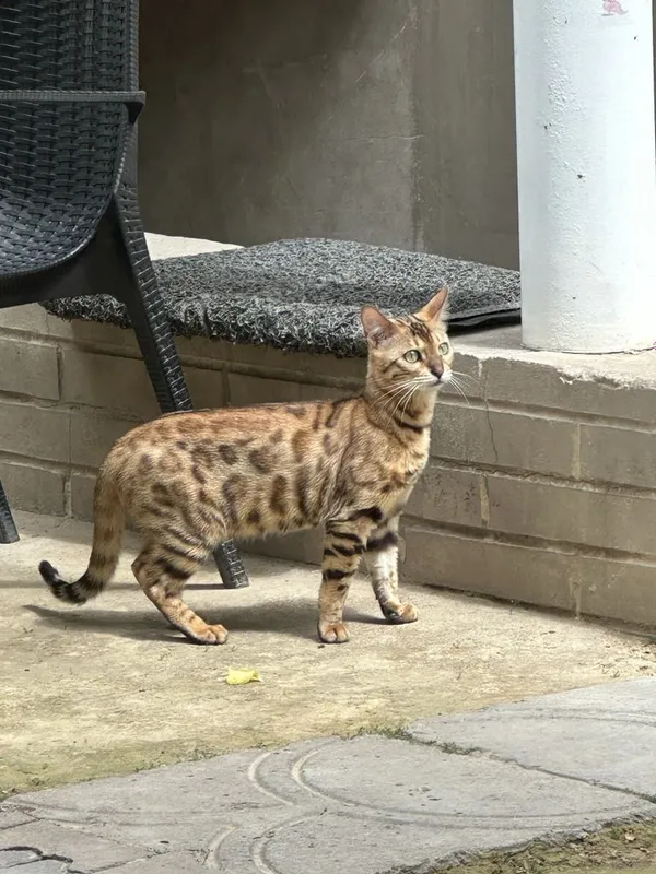Бенгалская кошка — фото 1