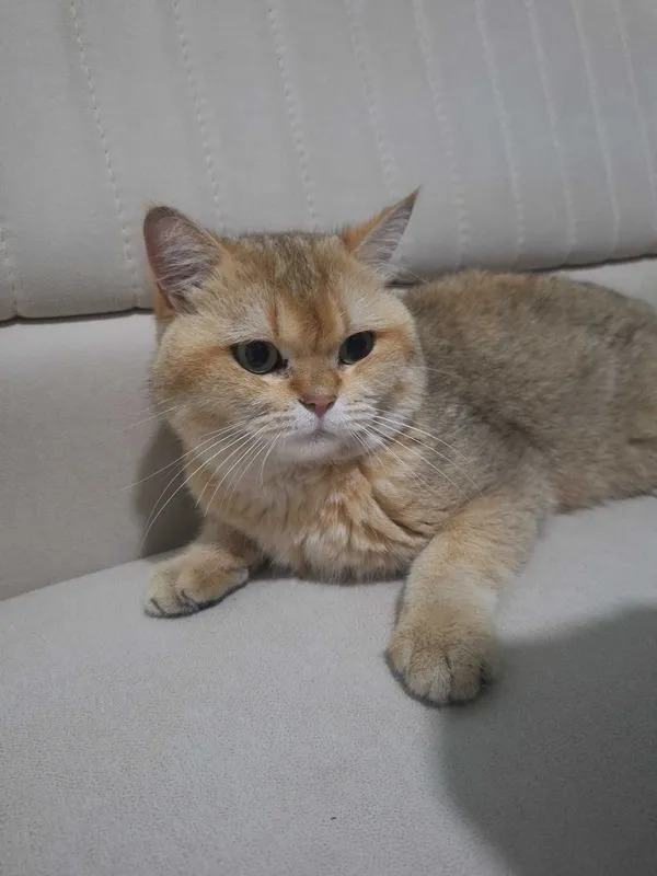 Котята Шиншиллы элитных кровей (Британцы/Шотландцы) 6 Котята Шиншиллы элитных кровей (Британцы/Шотландцы) 6