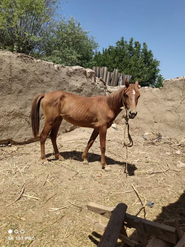 Ot Toy sotiladi 1 yoshdan 1 oylik oshdi 1 Ot Toy sotiladi 1 yoshdan 1 oylik oshdi 1