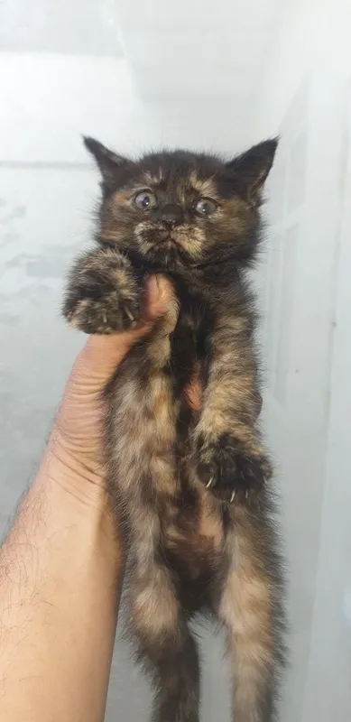 Отдам даром котят — фото 1