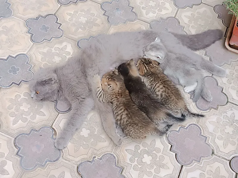 Шотландский скоттиш фолд 1