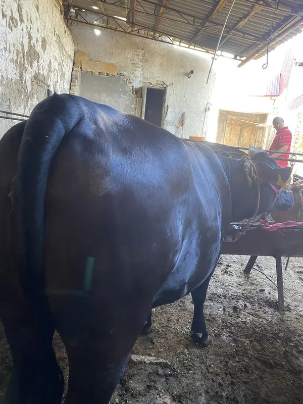 Bugoz ġunojin angus 2
