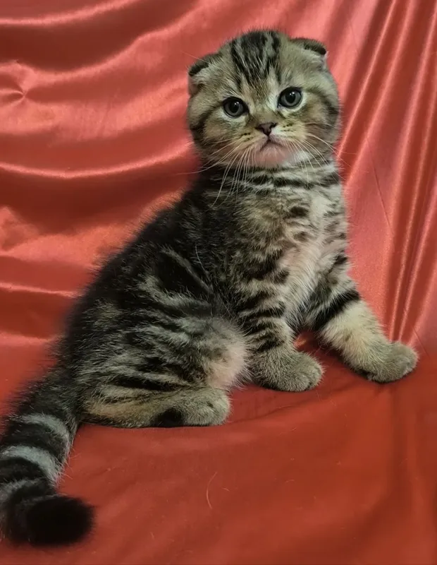 Срочно продаются шотландские котята. — фото 7