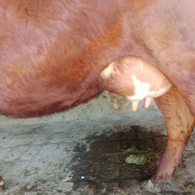 Ona bola sigirlar 3 Ona bola sigirlar 3