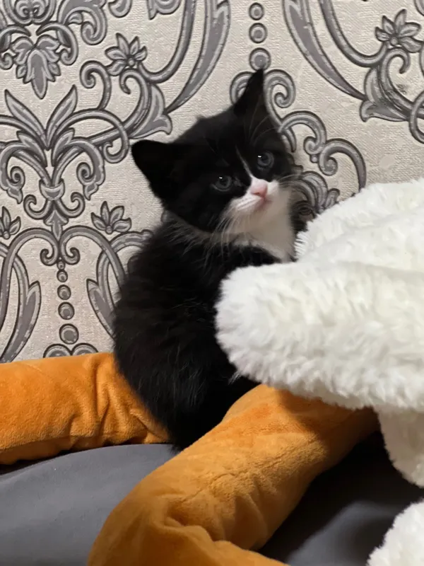 Котенок 1 месяц.