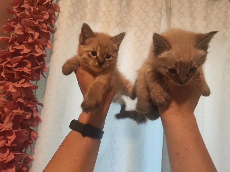Продаются сиамские котята — фото 1