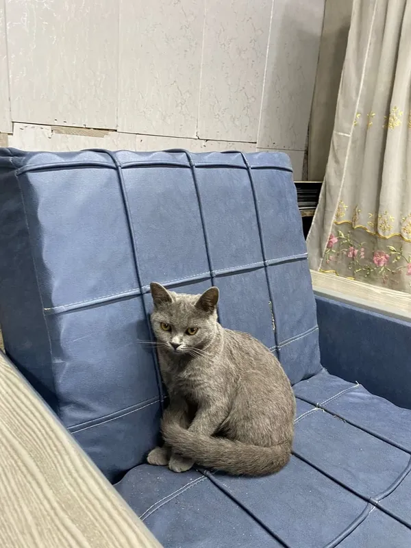 Скотч-страйт 1