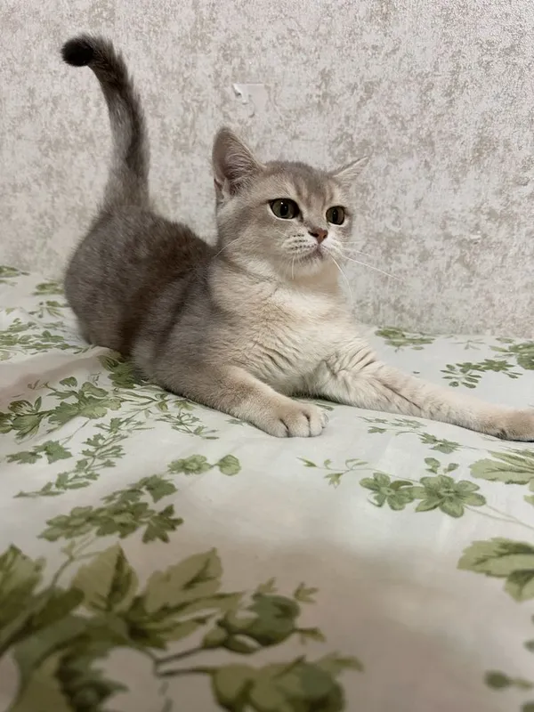 Mushuk zotili keliwamiza narxini 7 Mushuk zotili keliwamiza narxini 7