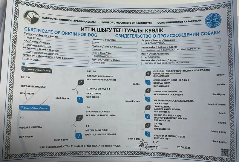 Продается восточный овчарка привазной кобель апрель год был 2 Продается восточный овчарка привазной кобель апрель год был 2