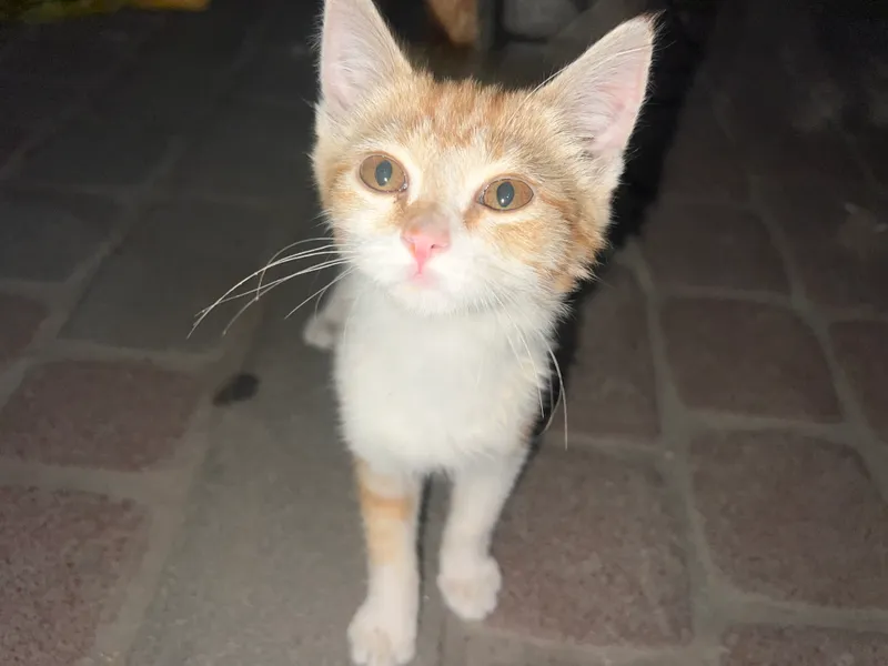 Кошка 1 Кошка 1