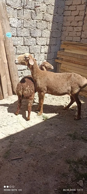 Ona bola qoy sotuda boladi urgochi onasi 6 tish — фото 3