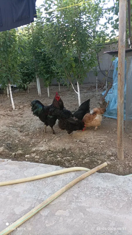 Damashniy tovuq .xoʻroz 4 Damashniy tovuq .xoʻroz 4