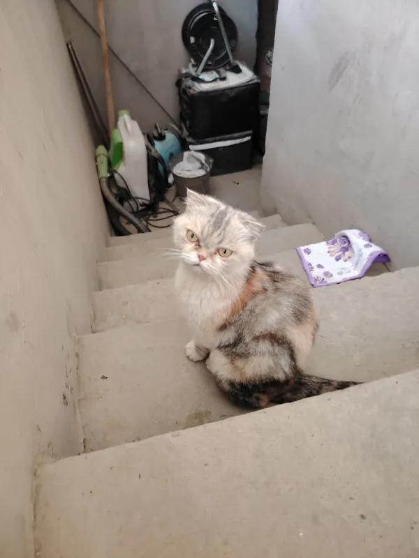 Shinshilla mushuk sotiladi 4 Shinshilla mushuk sotiladi 4